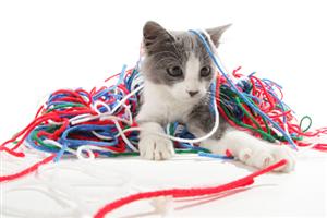 cat+yarn.jpg
