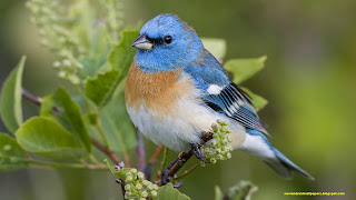 Amazing Blue Sparrow Sitting On A Stem Hd Wallpapers