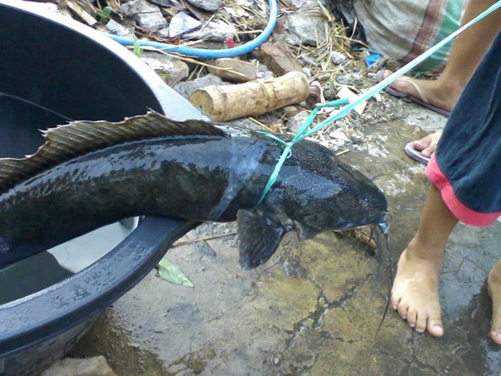 Lele Jumbo Asli Jombang jpg (720x540)