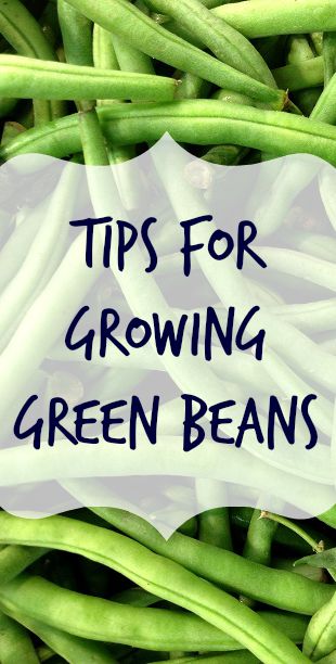 Planting Beans - Tips for Growing Beans in Your Garden - Everything ...
