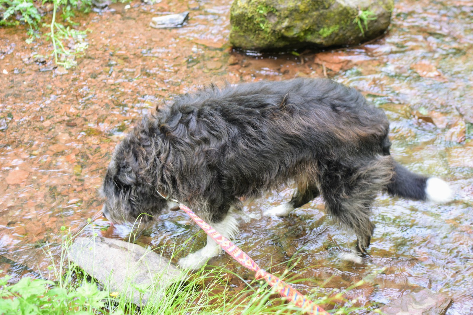 , Toby Dog: Walks and Water Play + Win A Scruffs Noodle Dry Mat