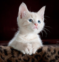 Interesting Facts About Cat in Hindi