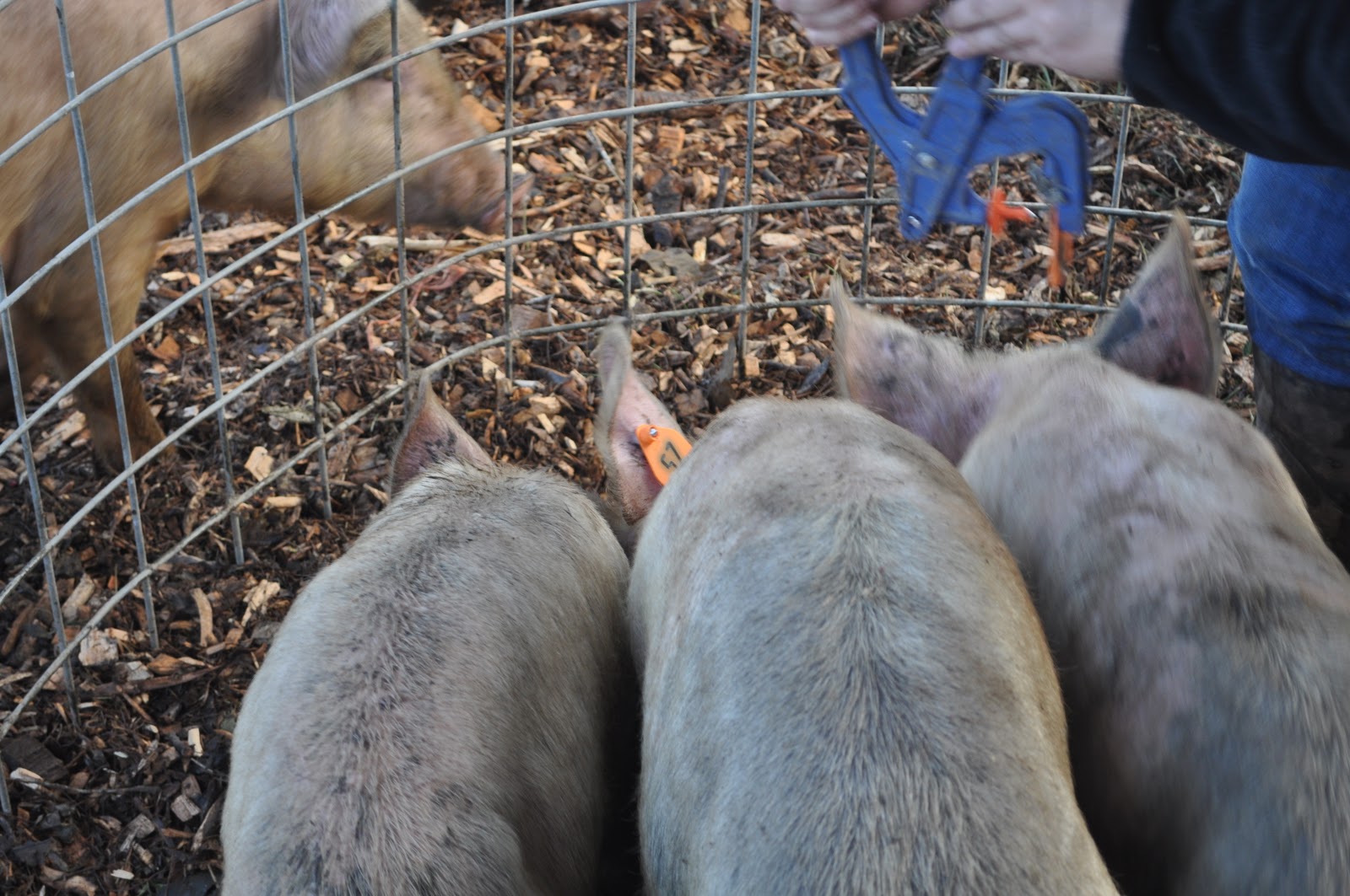 meat Replacement gilts / marking pigs / breeding / handling