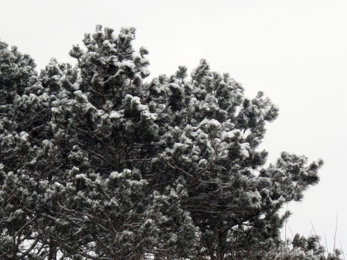 snow covered red pine