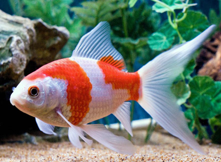 Peces y plantas ornamentales: Carassius Auratus - Goldfish
