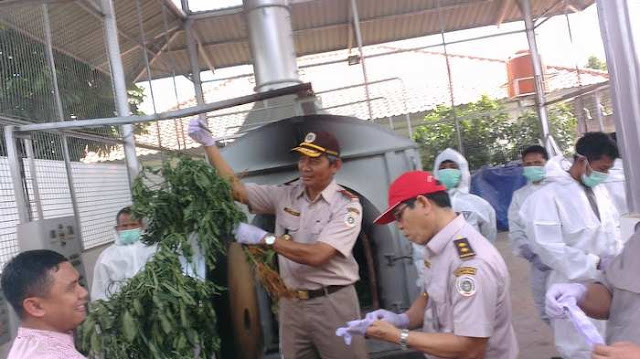 Waspada, Ada Bakteri Ganas Asal Tiongkok yang Rusak Berbagai Tanaman Indonesia Waspada, Ada Bakteri Ganas Asal Tiongkok yang Rusak Berbagai Tanaman Indonesia