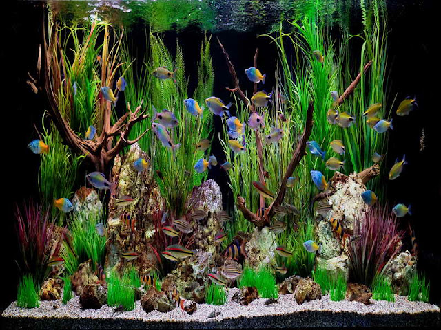 Aquarium And Fish Tank Guide