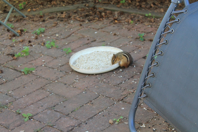 Chipmunk filling his cheeks with safflower seed