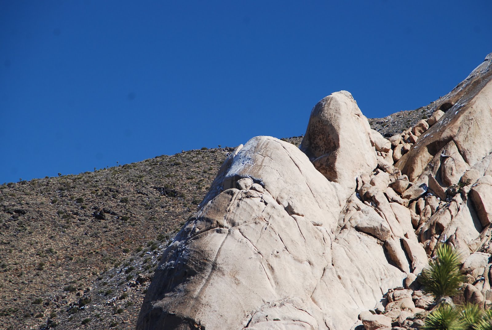 Deserts and Beyond Oyster Bar, Joshua Tree National ParkScenic Sunday 030611