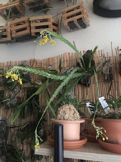 , Lockartia Lunifera, diarid'orchidee