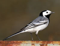 Too Much Weather !!! - Page 2 Pied-wagtail