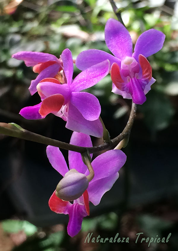 Floración de una especie de orquídea del género Doritis