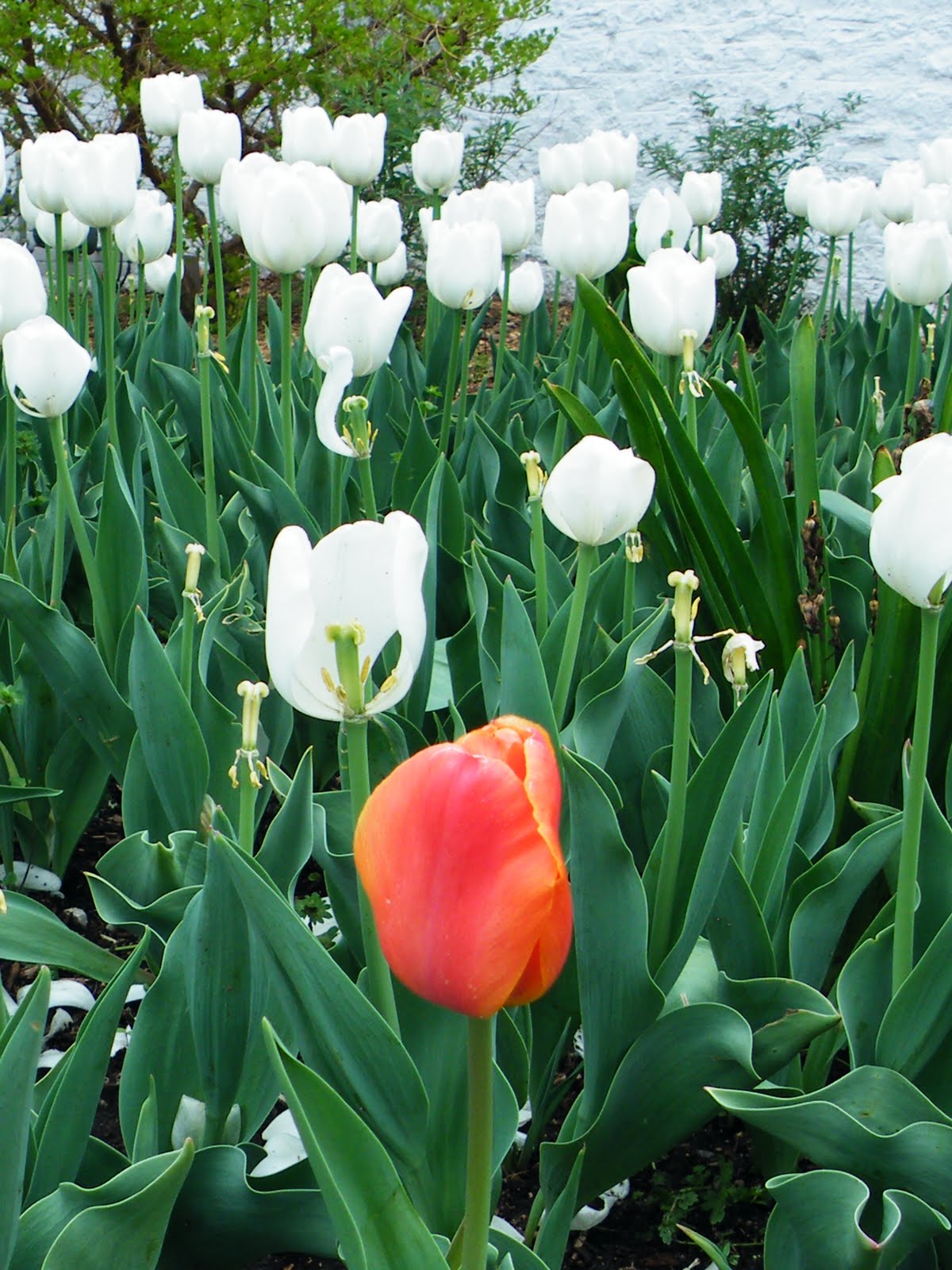 Kansas' 150th 150 things to do in Kansas 63. Tulip Time in Topeka