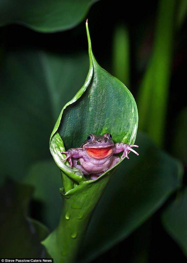Cute Cute Of Frogs - Looking News