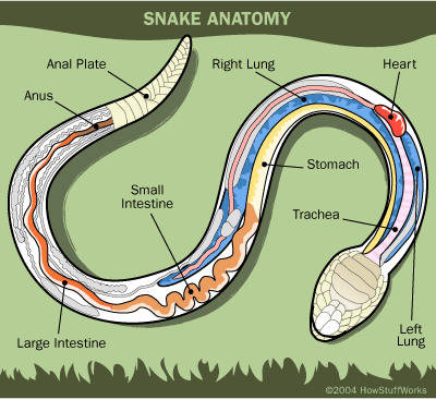 Morris Classical Academy: Snake and Squid Digestion