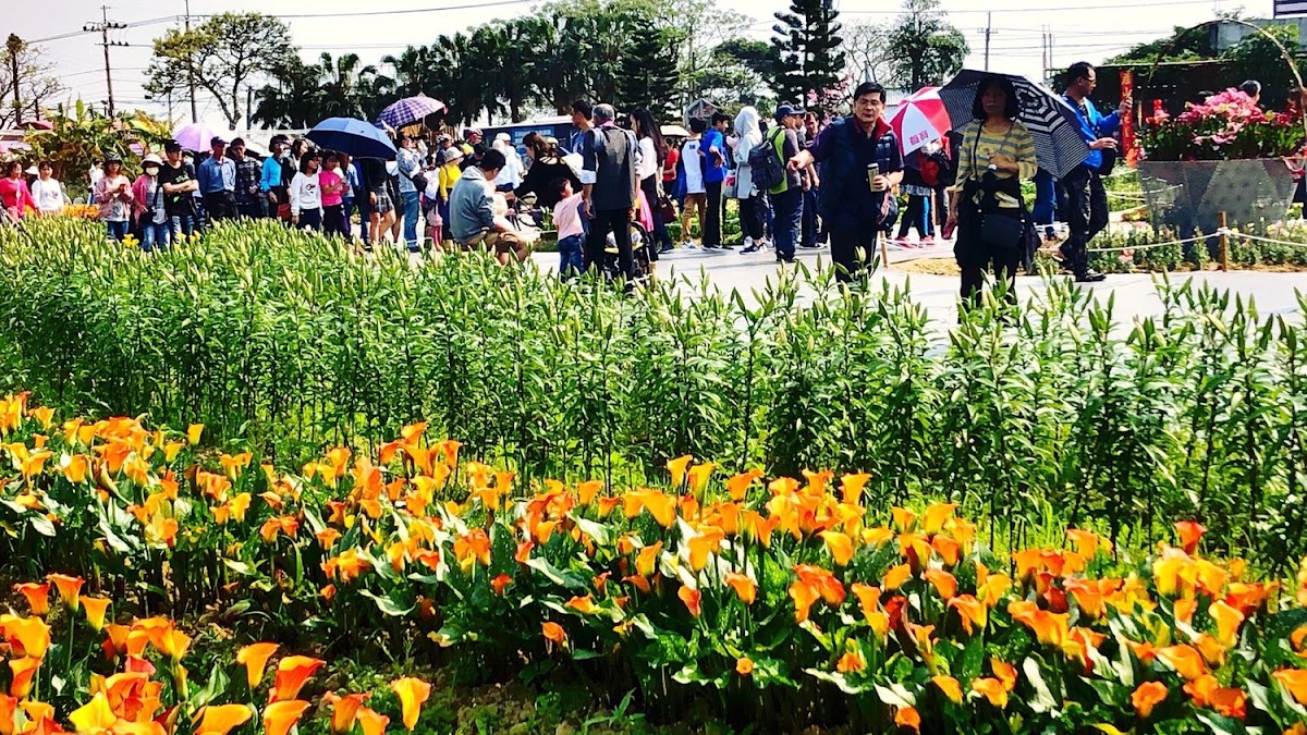 桃園市彩芋季3/10登場後,天天遊客絡繹不絕,桃園市副秘書長邱俊銘都忍不住呼籲民眾,善用平日時間去賞彩芋。 桃園市彩芋季3/10登場後,天天遊客絡繹不絕,桃園市副秘書長邱俊銘都忍不住呼籲民眾,善用平日時間去賞彩芋。