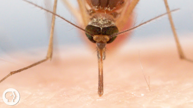Foto de um Mosquito sugando o sangue