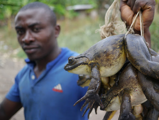 What Is The Largest Frog In West Africa 18