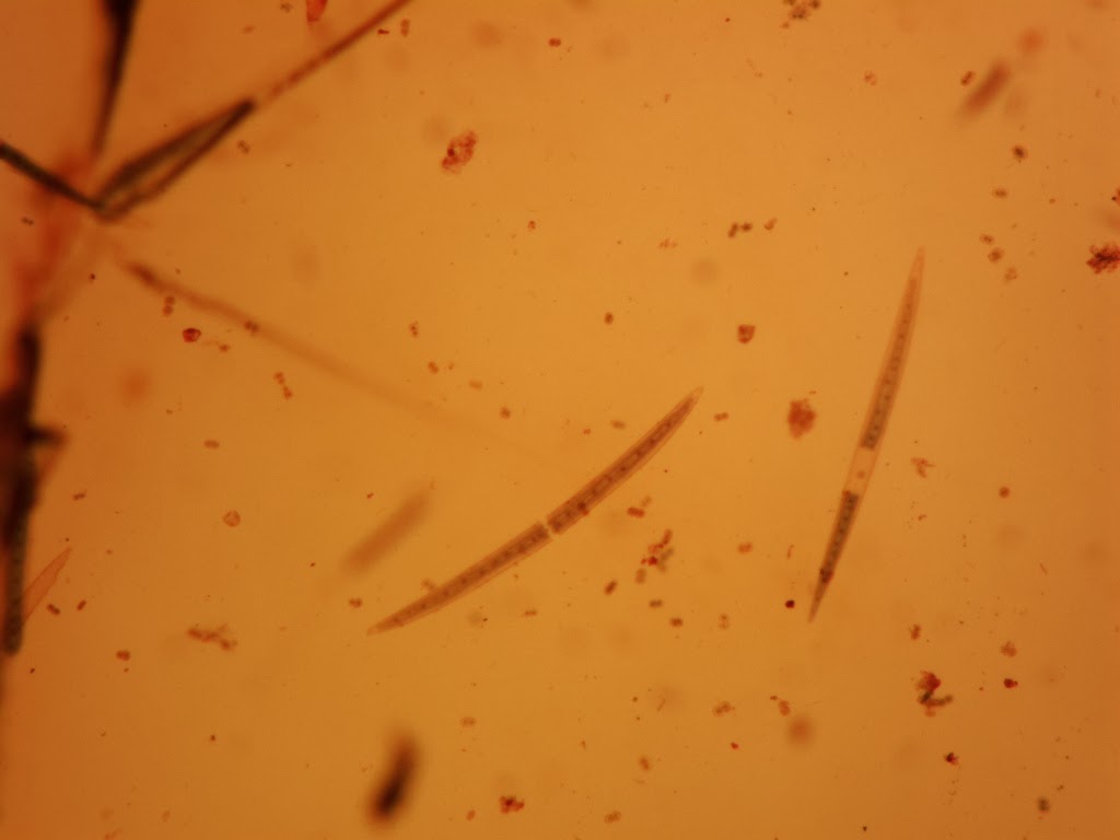 Ourlad's Paradigm: Division Chlorophyta
