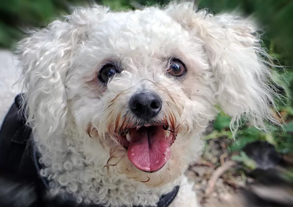 white dog with black eye