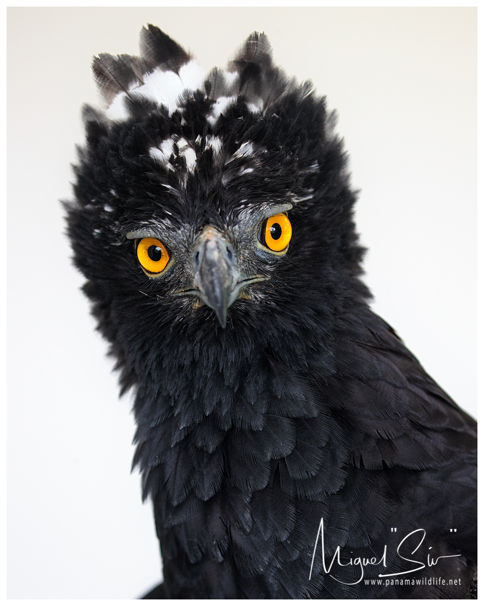 Featured Species Black HawkEagle (Spizaetus tyrannus)