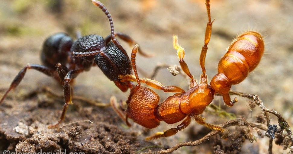Guerra por la supervivencia impactantes fotos de batallas de hormigas Hit Noticias