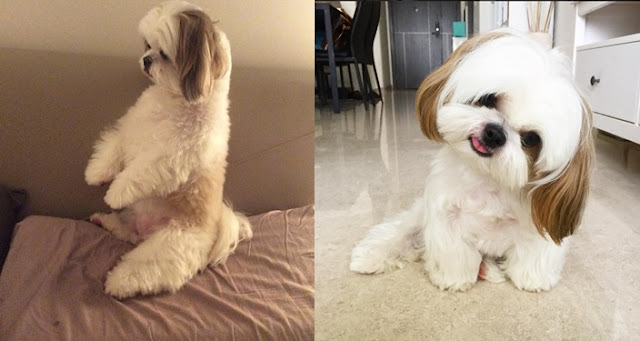 Dez gestos que os shih tzu fazem para 'falar' com você