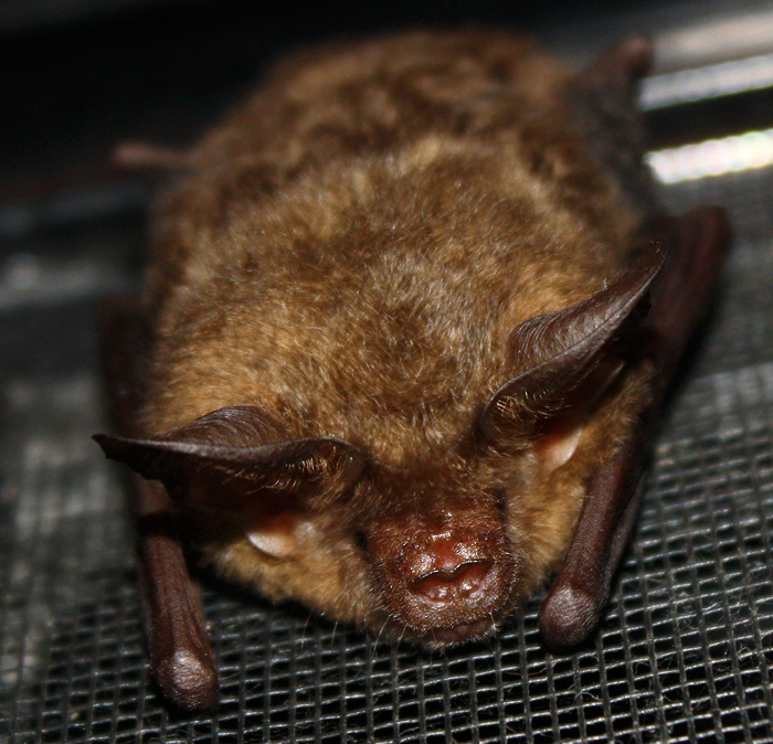 Babe, there's a Microbat at the door