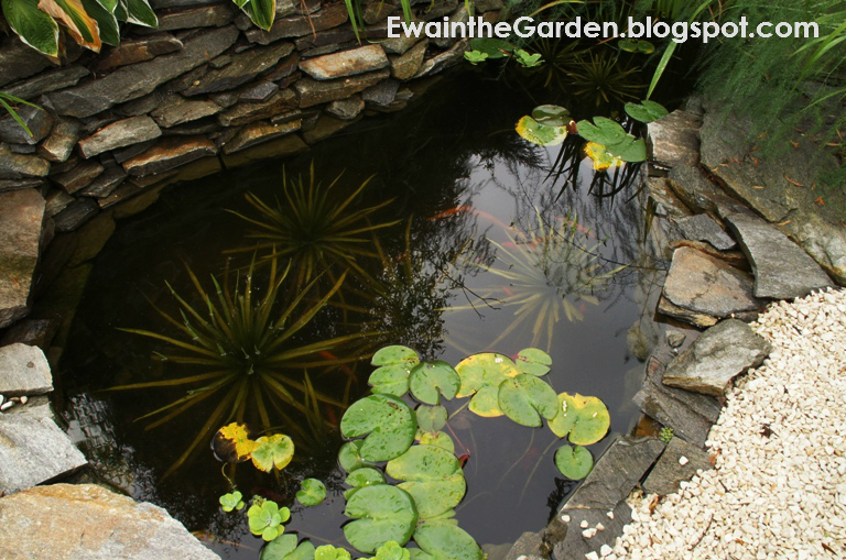 Ewa in the Garden How to grow water soldier...