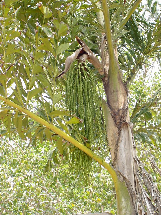 කිතුල් ~ ප්රභාස්වර