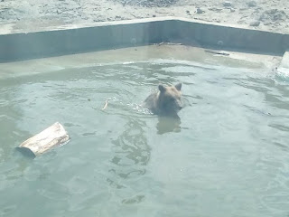 ведмідь плаває в басейні