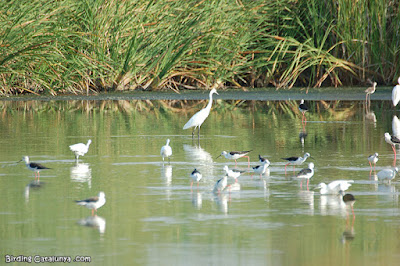 Ardeids i limícoles a l'estany Ardeids i limícoles a l'estany