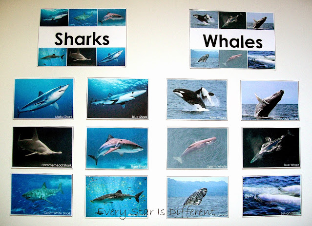 Shark vs. Whale Sorting Activity