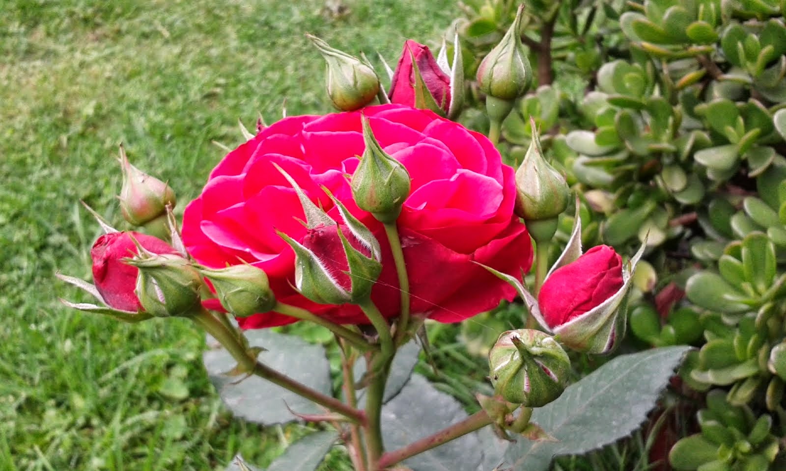 Marvellous Rose