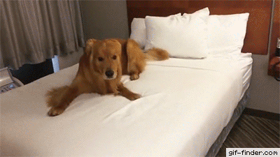 Funny animal gifs - part 267 (10 gifs) | Amazing Creatures