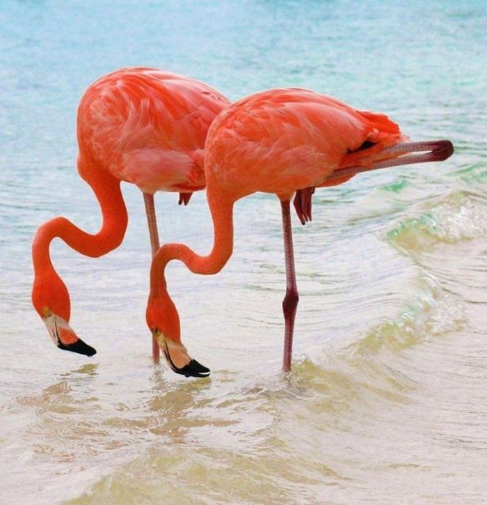 The flamingos of Lake Nakuru (26 pics) Amazing Creatures