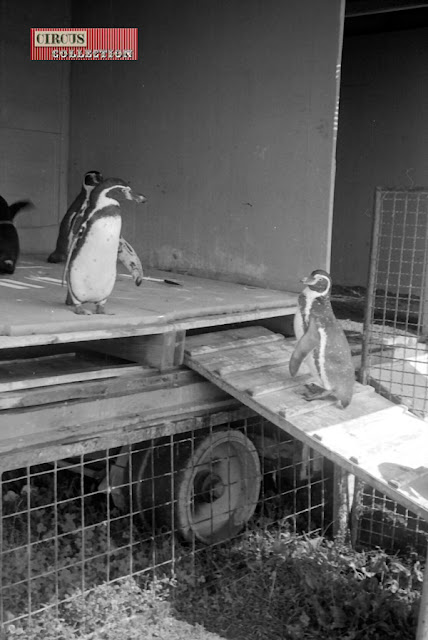 les pingouins du Cirque Knie 