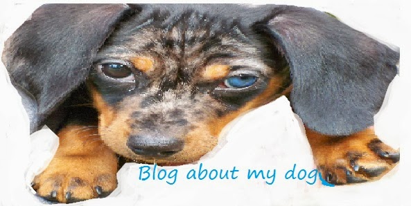 blogaboutmydog.blogspot.com