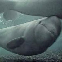 Beluga exfoliándose tranquilamente