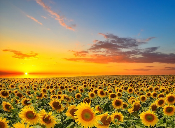  10. Sunset and Sunflowers 