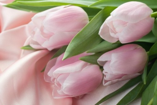 Kenali Makna  Di Balik Karangan Bunga  Tulip 