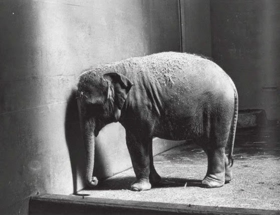Adbusters: The Eveready Elephant is at the wall.
