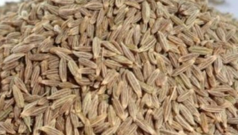 Jeera / Cumin Rehydrates and keeps the body fresh Jeera / Cumin Rehydrates and keeps the body fresh