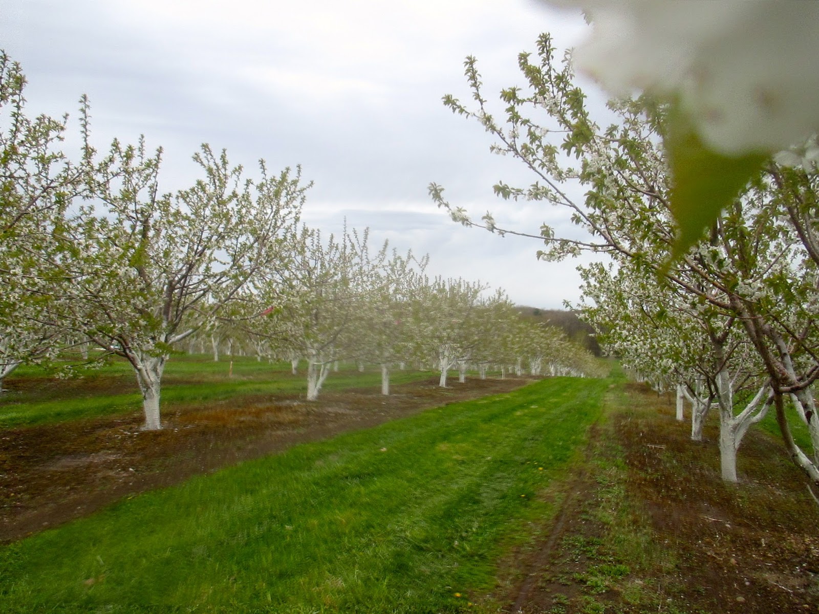 Art's Bayfield Almanac THE CHERRY ORCHARD