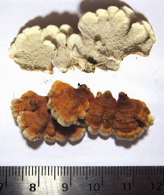 close-up of Plicaturopsis crispa hymenial surface and cap