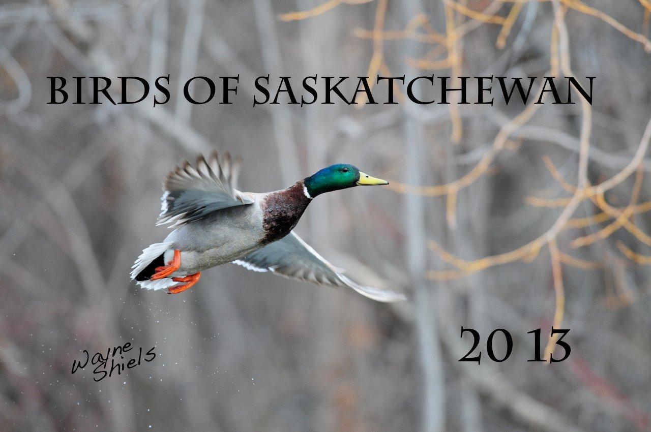 Photography by Lisa 2013 Birds of Saskatchewan