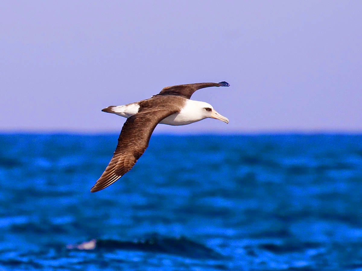 Oregon Pelagic Tours. Laysan Albatross. Greg Gillson.