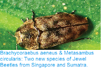 http://sciencythoughts.blogspot.co.uk/2016/09/brachycoraebus-aeneus-metasambus.html