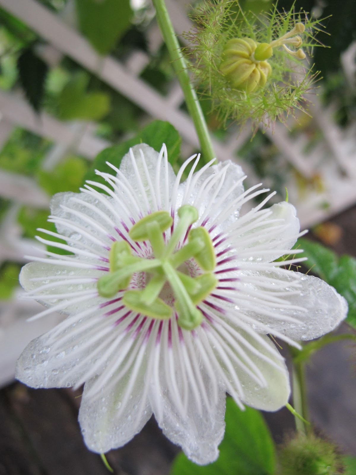 stressed in the city Passion Fruit Flower