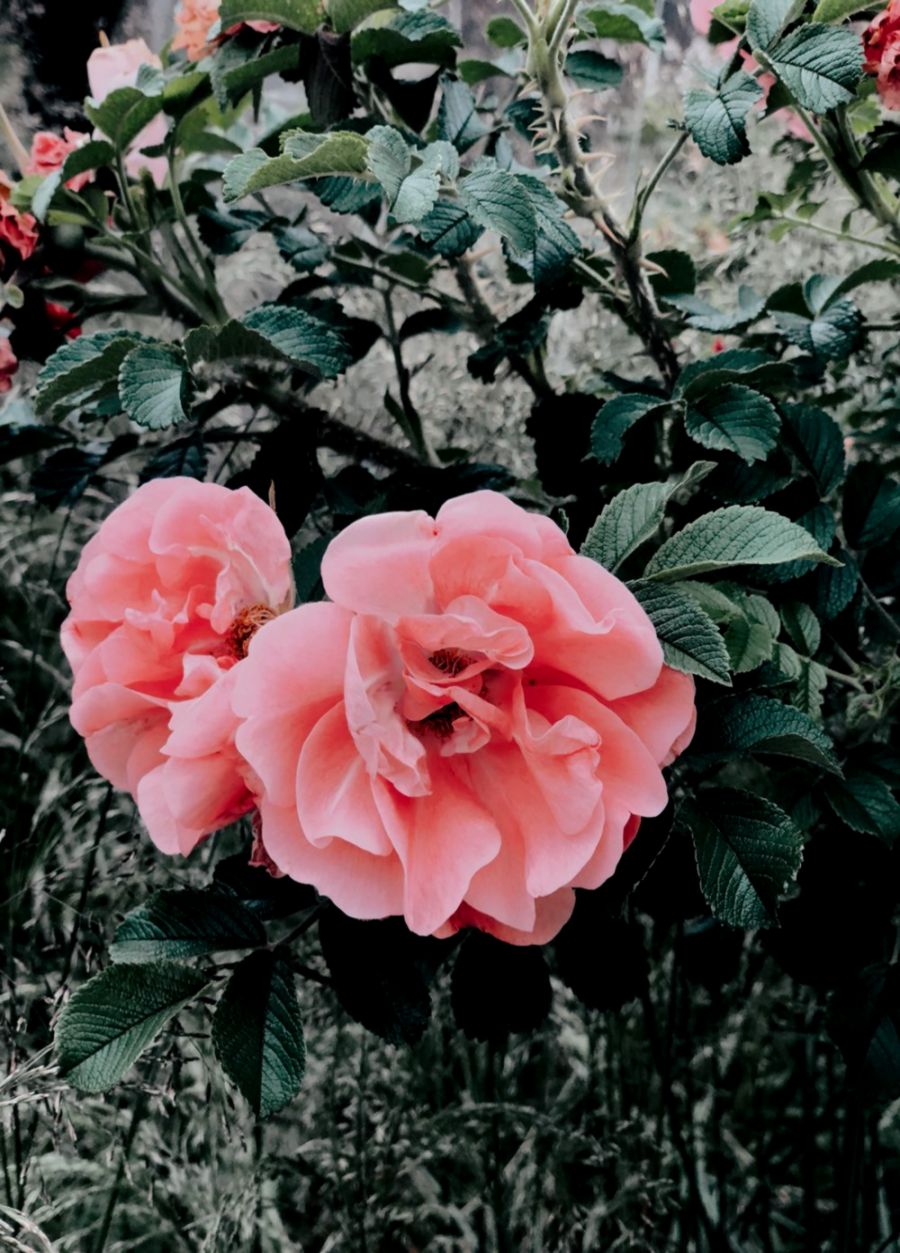 Phone Wallpapers — DARIADARIA Phone Wallpapers — DARIADARIA